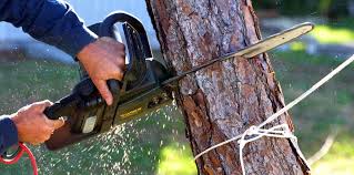 Tree and Shrub Care in Heritage Lake, IL