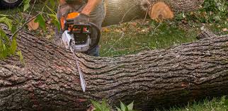 Trusted Heritage Lake, IL Tree Services Experts