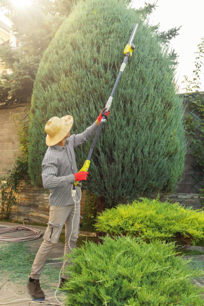How Our Tree Care Process Works  in  Heritage Lake, IL